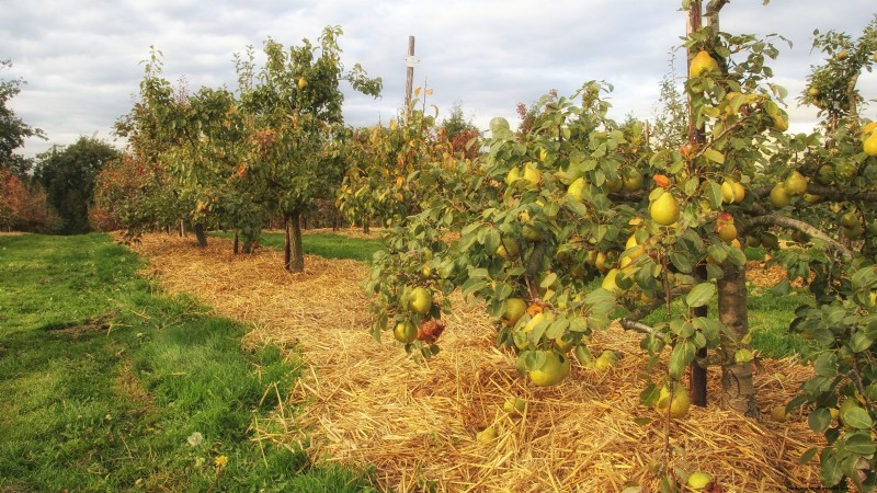 Protecting Your New Fruit Trees: Winter Care for First-Year Trees