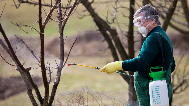 Protecting Your New Fruit Trees: Winter Care for First-Year Trees