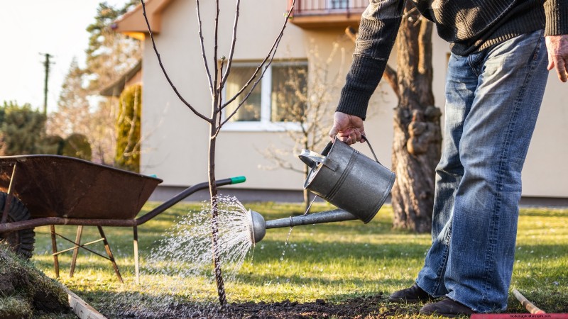 Protecting Your New Fruit Trees: Winter Care for First-Year Trees