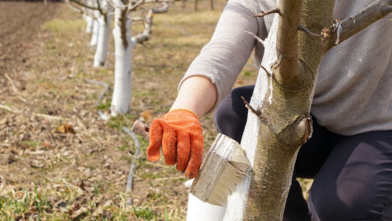 Protecting Your New Fruit Trees: Winter Care for First-Year Trees