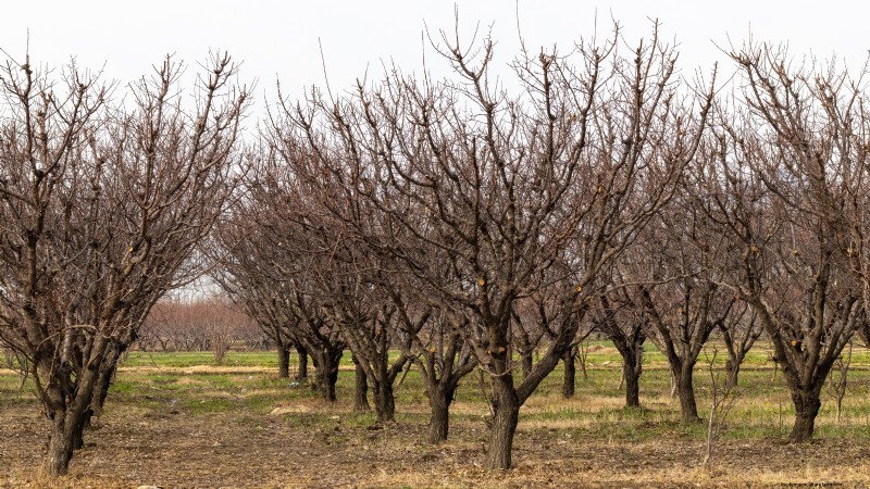 Protecting Your New Fruit Trees: Winter Care for First-Year Trees