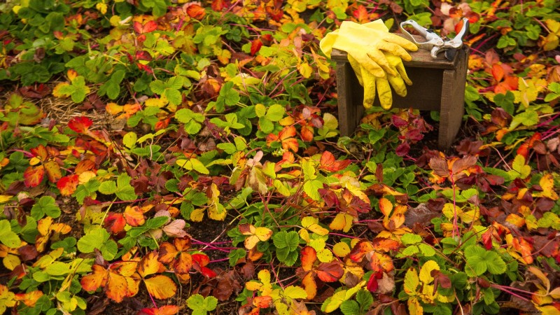 Fall Strawberry Bed Cleanup: 5 Steps for a Healthy Garden