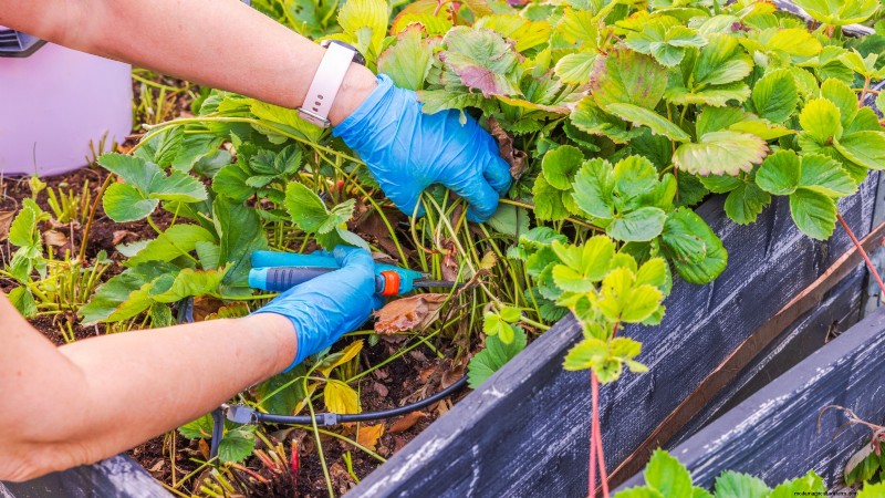 Fall Strawberry Bed Cleanup: 5 Steps for a Healthy Garden
