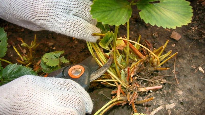 Fall Strawberry Bed Cleanup: 5 Steps for a Healthy Garden