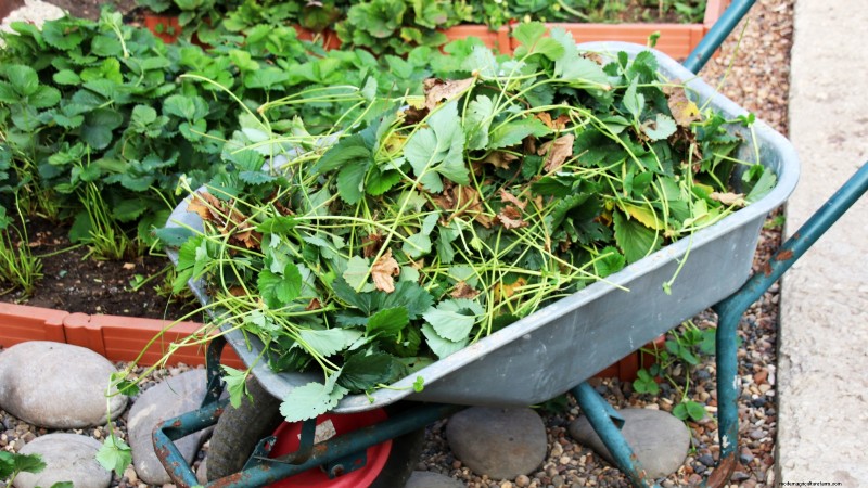 Fall Strawberry Bed Cleanup: 5 Steps for a Healthy Garden