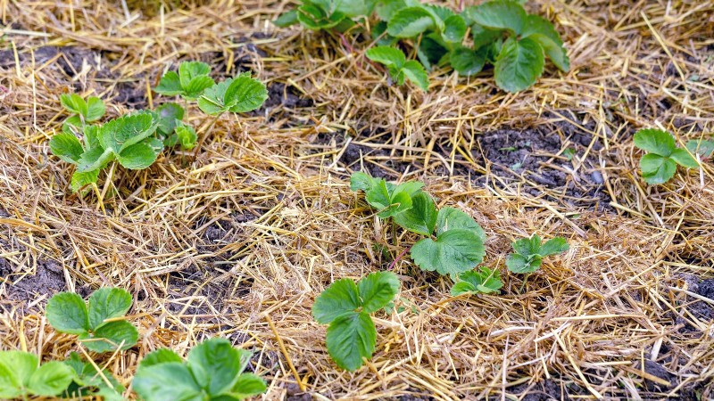 Fall Strawberry Bed Cleanup: 5 Steps for a Healthy Garden
