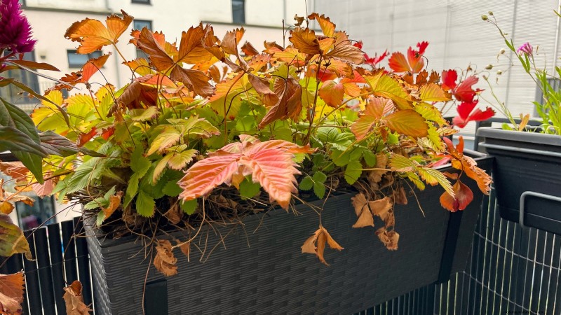 Fall Strawberry Bed Cleanup: 5 Steps for a Healthy Garden