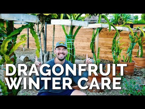 Dragon Fruit Care: Essential Fall Growing Tips for Abundant Spring Harvests