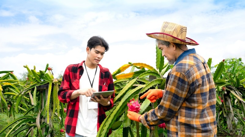 Dragon Fruit Care: Essential Fall Growing Tips for Abundant Spring Harvests