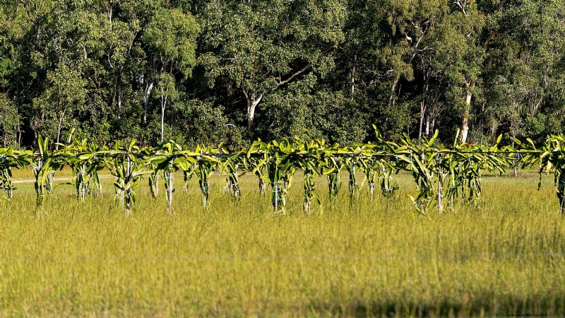 Dragon Fruit Care: Essential Fall Growing Tips for Abundant Spring Harvests