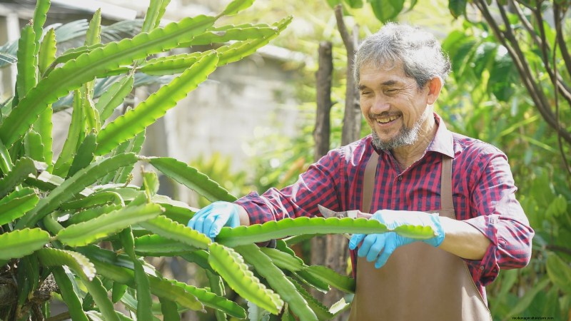 Dragon Fruit Care: Essential Fall Growing Tips for Abundant Spring Harvests