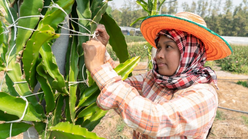 Dragon Fruit Care: Essential Fall Growing Tips for Abundant Spring Harvests