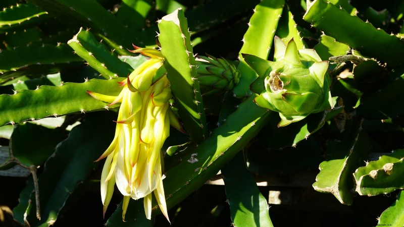 Dragon Fruit Care: Essential Fall Growing Tips for Abundant Spring Harvests