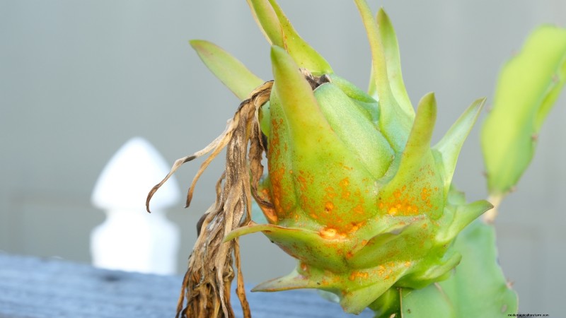 Dragon Fruit Care: Essential Fall Growing Tips for Abundant Spring Harvests