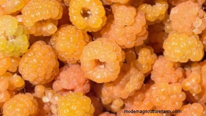 Fall Gold Raspberry: Planting, Growing & Care Guide