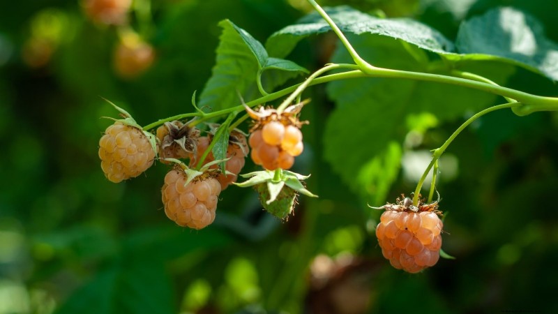 Fall Gold Raspberry: Planting, Growing & Care Guide