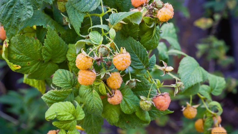 Fall Gold Raspberry: Planting, Growing & Care Guide