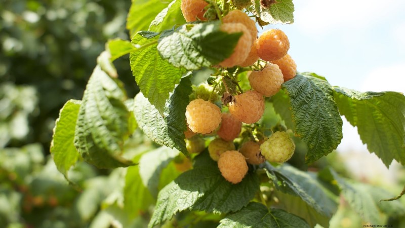 Fall Gold Raspberry: Planting, Growing & Care Guide