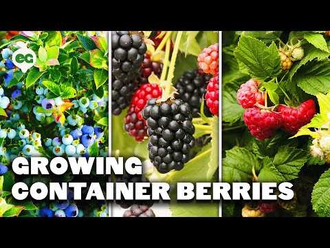 Fall Gold Raspberry: Planting, Growing & Care Guide