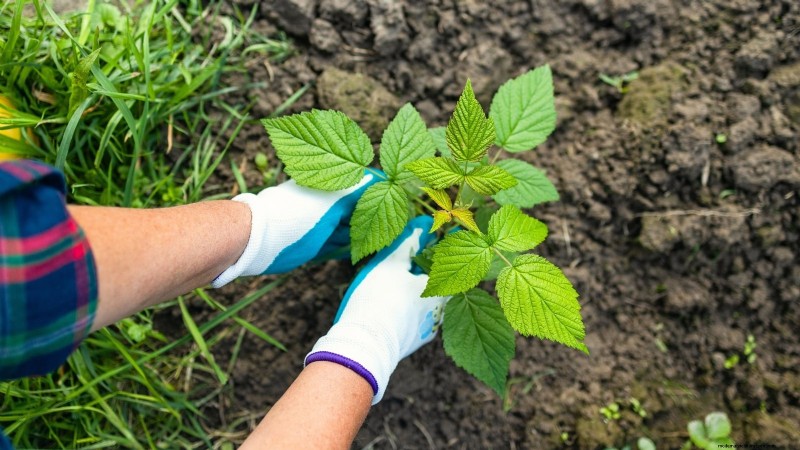 Fall Gold Raspberry: Planting, Growing & Care Guide