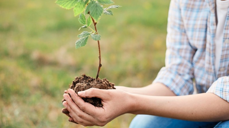 Fall Gold Raspberry: Planting, Growing & Care Guide