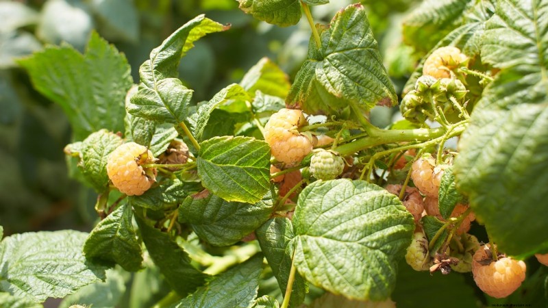 Fall Gold Raspberry: Planting, Growing & Care Guide