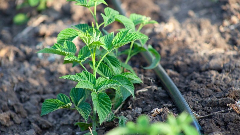 Fall Gold Raspberry: Planting, Growing & Care Guide