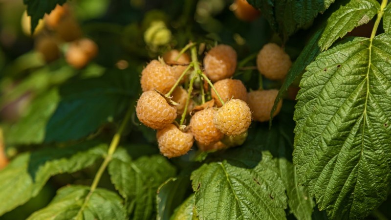 Fall Gold Raspberry: Planting, Growing & Care Guide