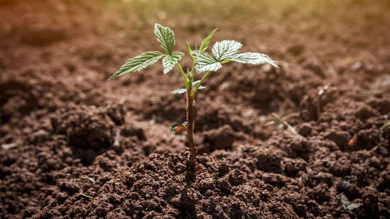 Fall Gold Raspberry: Planting, Growing & Care Guide