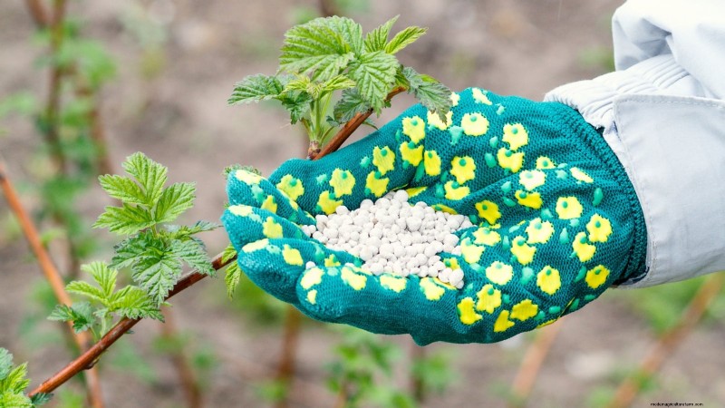 Fall Gold Raspberry: Planting, Growing & Care Guide