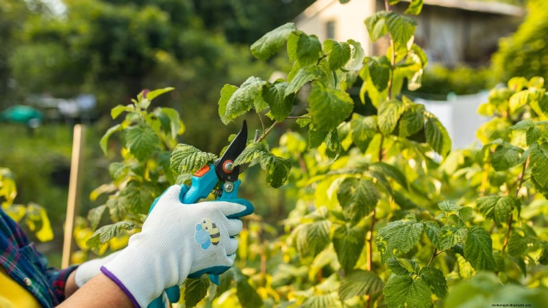 Fall Gold Raspberry: Planting, Growing & Care Guide