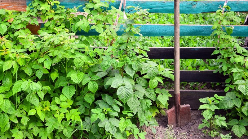Fall Gold Raspberry: Planting, Growing & Care Guide