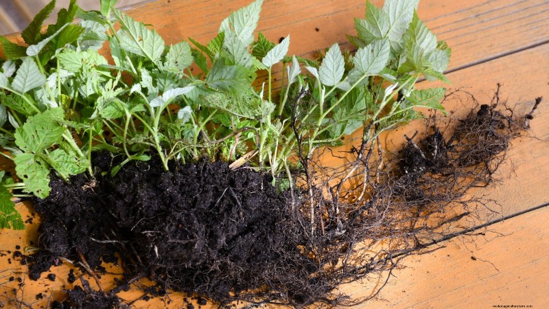 Fall Gold Raspberry: Planting, Growing & Care Guide