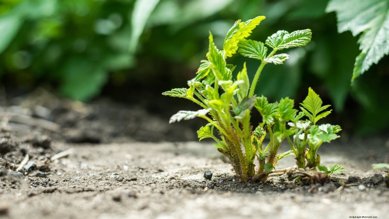 Fall Gold Raspberry: Planting, Growing & Care Guide