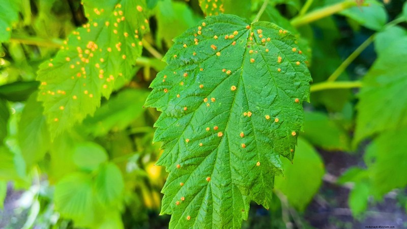 Fall Gold Raspberry: Planting, Growing & Care Guide