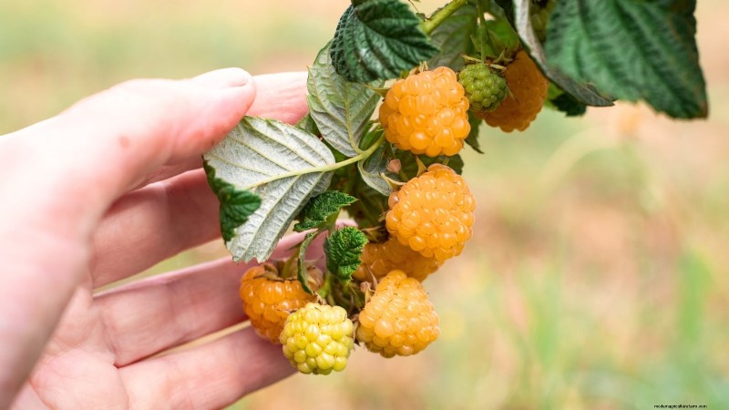 Fall Gold Raspberry: Planting, Growing & Care Guide
