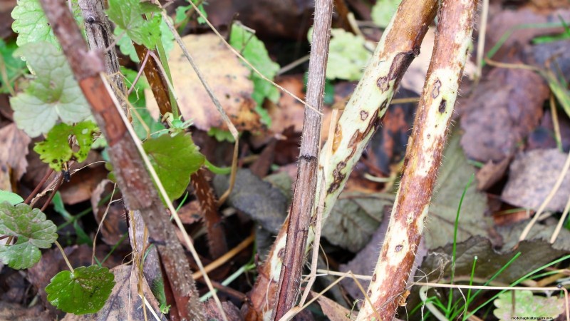 Fall Gold Raspberry: Planting, Growing & Care Guide