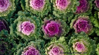 Osaka Pink Cabbage: Planting, Growing & Care Guide