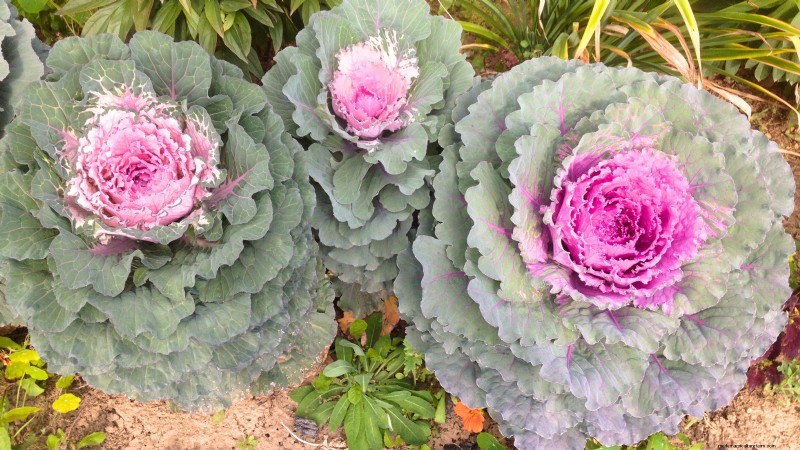 Osaka Pink Cabbage: Planting, Growing & Care Guide