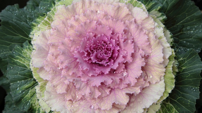 Osaka Pink Cabbage: Planting, Growing & Care Guide