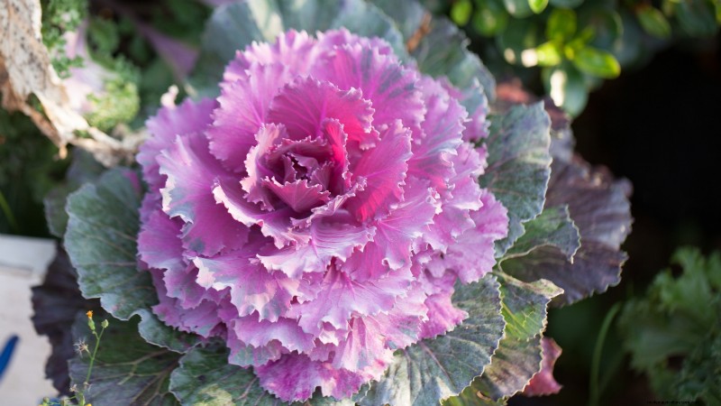 Osaka Pink Cabbage: Planting, Growing & Care Guide