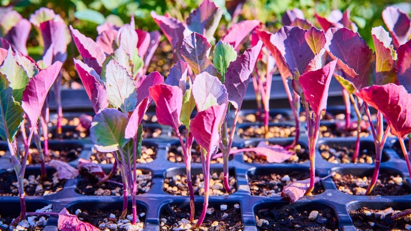 Osaka Pink Cabbage: Planting, Growing & Care Guide
