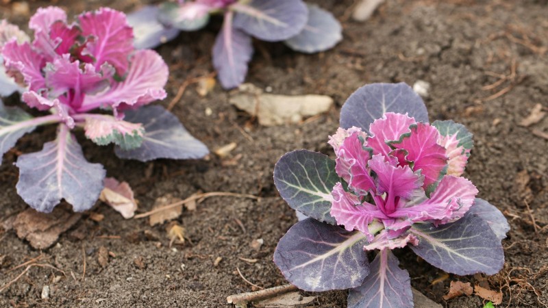 Osaka Pink Cabbage: Planting, Growing & Care Guide