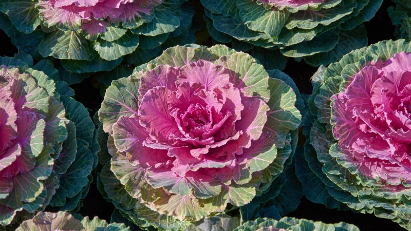 Osaka Pink Cabbage: Planting, Growing & Care Guide