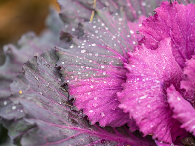 Osaka Pink Cabbage: Planting, Growing & Care Guide
