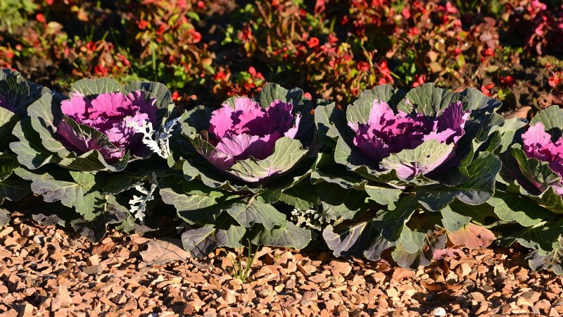 Osaka Pink Cabbage: Planting, Growing & Care Guide