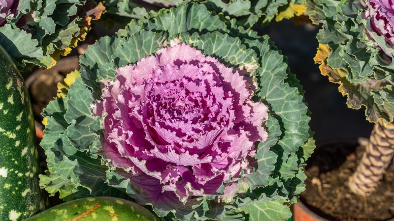 Osaka Pink Cabbage: Planting, Growing & Care Guide