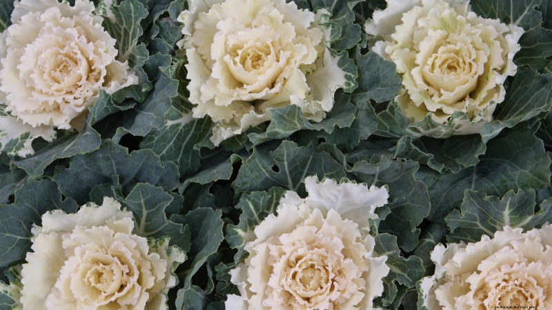 Osaka Pink Cabbage: Planting, Growing & Care Guide