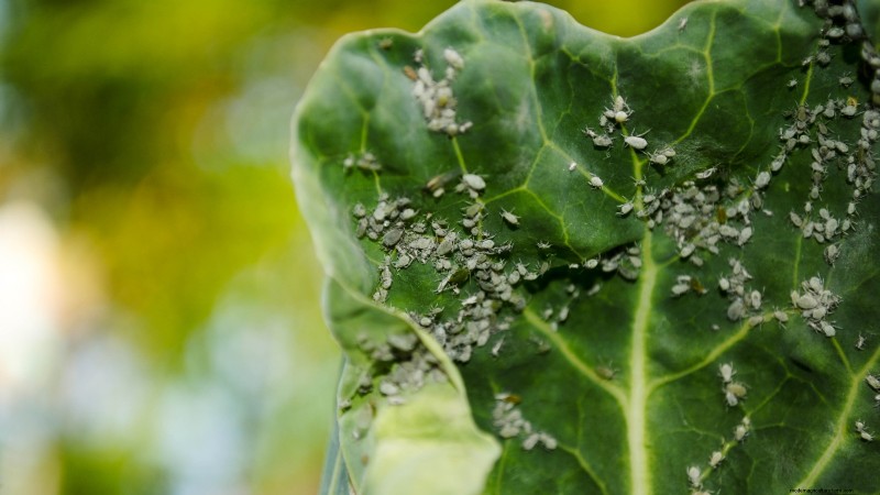 Osaka Pink Cabbage: Planting, Growing & Care Guide