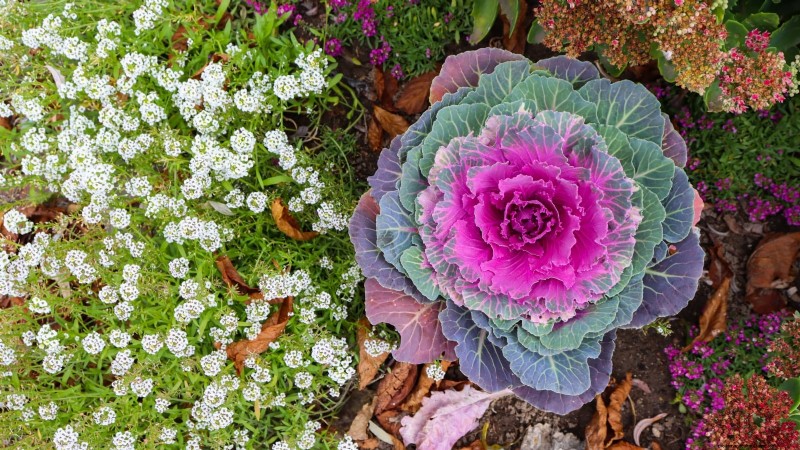 Osaka Pink Cabbage: Planting, Growing & Care Guide